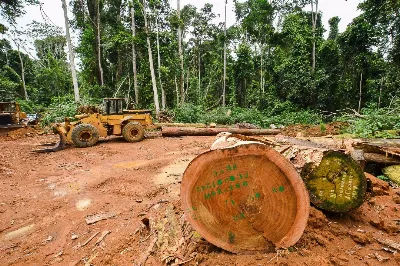 Les racines géographiques du nom Forestier